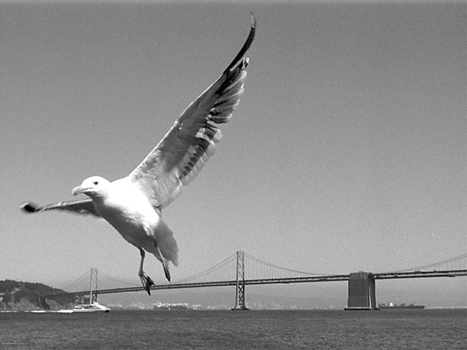 Bay Bridge, San Francisco. USA